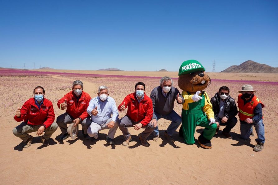 Anuncian proyecto piloto de riego para tener Desierto Florido todos los años en Atacama