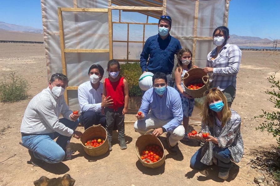 Cosechan los primeros tomates 0% carbono cultivados en el Desierto de Atacama