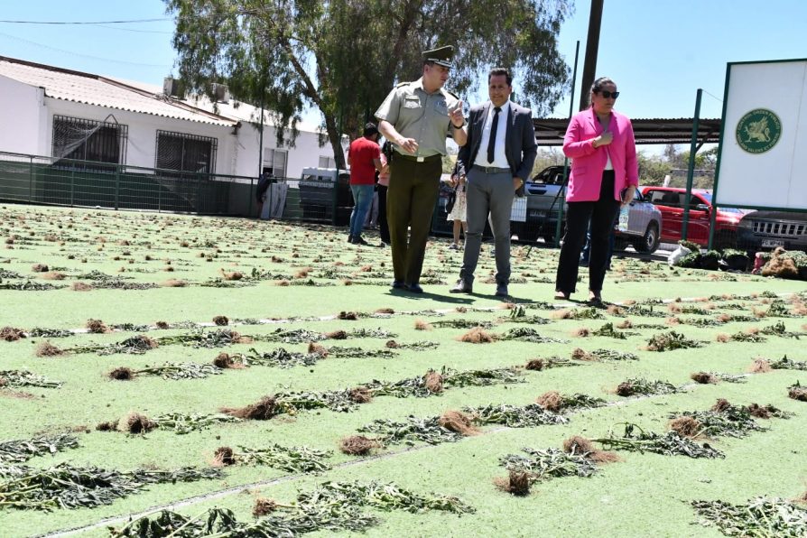 Denuncia ciudadana permitió hallar más de 3 mil plantas de marihuana